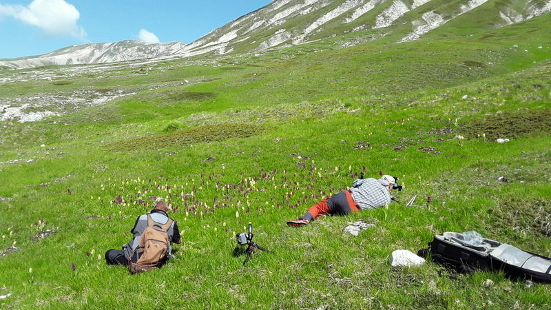 Dactylorhiza sambucina f. chusae  Parco Nazionale del Gran Sasso  giugno 2023.